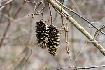 abstract tree growth, old tree trunk, nature prints on wood