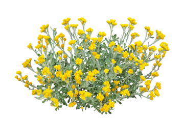 クリソセファラム 5月撮影