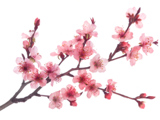 Sakura branch on transparent background