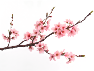 Sakura branch on transparent background