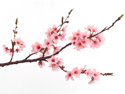 Sakura branch on transparent background