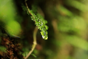 屋久島、白谷雲水峡沢沿いの湿った場所に生息しています
