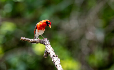 The red-headed weaver (Anaplectes rubriceps) is a bird commonly found in eastern and southern...