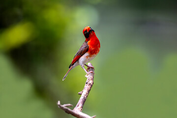 The red-headed weaver (Anaplectes rubriceps) is a bird commonly found in eastern and southern...