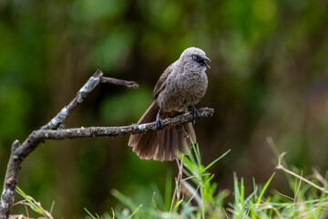 Apostlebird on tree branch in rural Kenya
