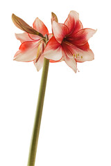 Bloom red and white Amaryllis (Hippeastrum)  