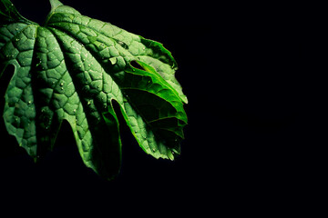 green leaf on black background