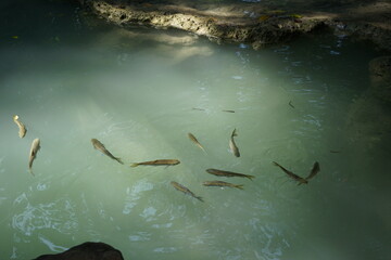 fish swimming in the water of waterfall