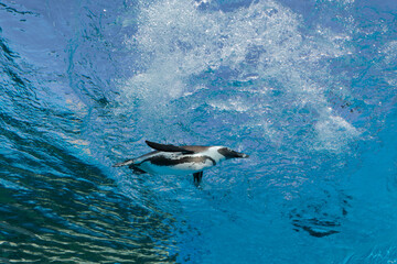 水中を気持ちよさそうに泳いでいるペンギン