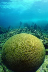 a diver exploring a reef on the island of Curacao