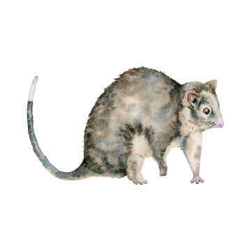 recommend clip art: Ringtail possum. Australian native marsupial nocturnal animal. Watercolor illustration on transparent background. Hand drawn element for national endemic Australia wildlife design, cards and prints
