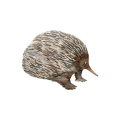 Echidna. Australian native marsupial nocturnal animal sketch. Watercolor illustration on transparent background. Hand drawn element for national endemic Australia wildlife design, cards and prints
