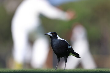 Differential focus. In focus, black and white Australian Magpie (Gymnorhina tibicen) with red eyes, standing on cricket outfield. Out of focus, cricket players in the background.