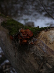 autumn in the forest, mushrooms