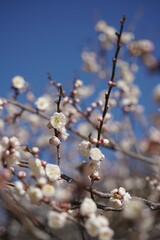 日本の神奈川県横浜市の大倉山公園梅林の梅