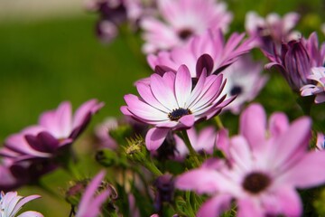 Obraz premium Fields of purple daisies.