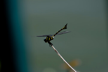 dragonfly on a branch