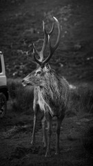 majestic red deer stag, beside a vehicle, portrayed in a monochrome tone, black and white, mobile...