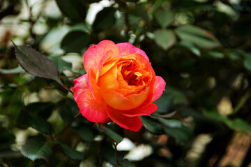 an orange and yellow rose sitting among some green leaves and shrubs