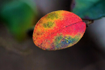 a leaf with rainbow colored leaves on it's side