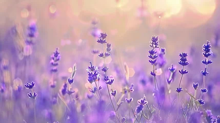 Fototapeten lavender flowers in the field © bmf-foto.de