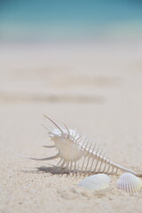 砂浜の白い貝殻
