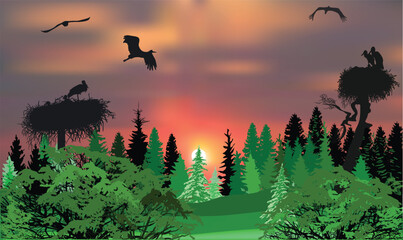 storks in nests in forest at sunset
