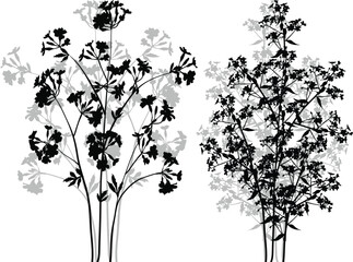 two wild plants and flowers bunches silhouettes on white
