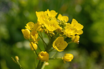  Yellow canola flowers in the garden ( chinese cabbage flowers )