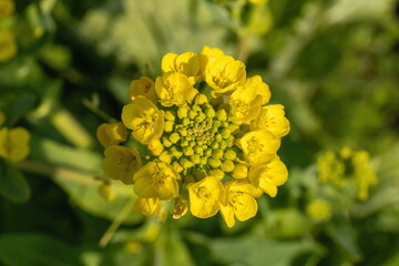 Yellow canola flowers in the garden  ( chinese cabbage flowers )