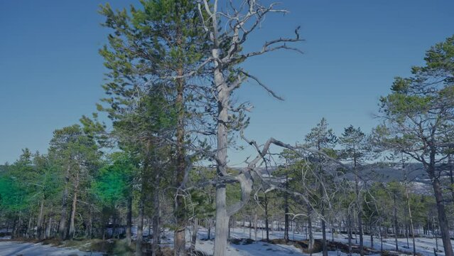 Dead firtree in the forrest in wintertime in Norway