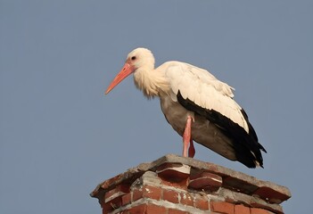 A close up of a White Stork