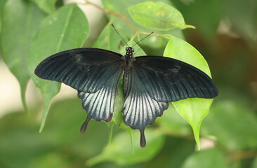 Großer Mormon - Great Mormon