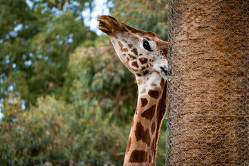 Giraffe's Gentle Embrace © Corey
