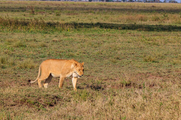 Lioness (Panthera leo) walking in savannah in Serengeti national park, Tanzania