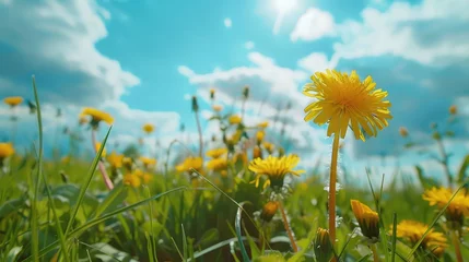 Photo sur Aluminium Prairie, marais Beautiful meadow field with fresh grass and yellow dandelion flowers in nature against a blurry blue sky with clouds. Summer spring perfect natural landscape.