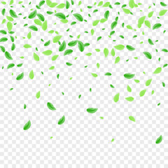 Greenish Greenery Background Transparent Vector. Leaves Agriculture Card. Silhouette Design. Green Line Illustration. Leaf Beauty.