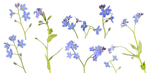 small blue forget-me-not blooms on nine stems