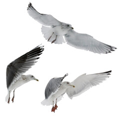 European herring large young three gulls in free flight
