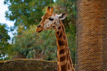 Giraffe's Serene Profile © Corey