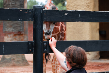 Friendly Giraffe Interaction