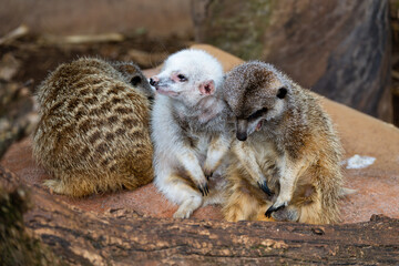 Cuddle Huddle of Meerkats