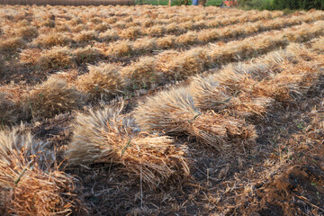 dry wheat  ready for harvest in farm, field field of wheat