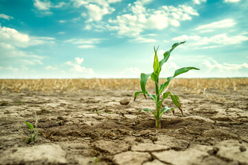 Lone Corn Seedling on Dry Cracked Earth - Agriculture and Climate Concept
 - obrazy, fototapety, plakaty