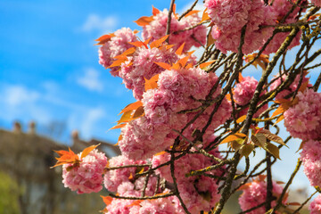 Pink blossoming sakura tree in garden at spring