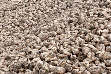 Bunde Niedersachsen (Lower Saxony) Germany. Sugar beet / Suikerbiet / Zuckerrübe Beta vulgaris subsp. vulgaris var. altissima harvest.