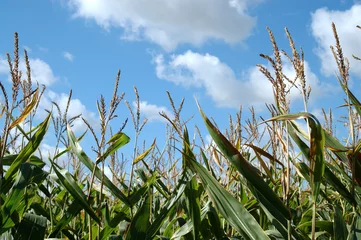 Foto auf Alu-Dibond maize fields France © Richard