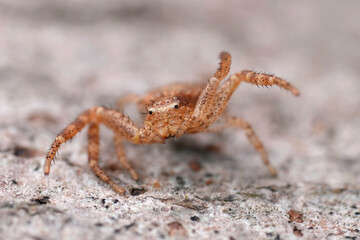 Facial closeup on a rusty brown small crab-spider , Xysticus in threatening pose