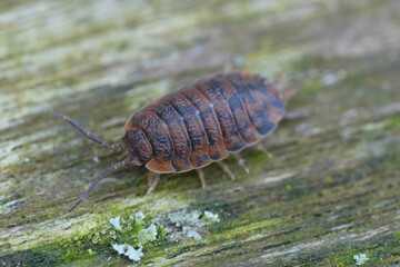 Closeup on an abnormal red colored Rough woudlouse , Porcellio scaber