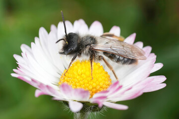 Closeup on a male Grey-backed mining bee, Andrena vaga sitting in a common daisy flower